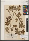 Foto von Salix helvetica Vill. x Salix waldsteiniana Willd.